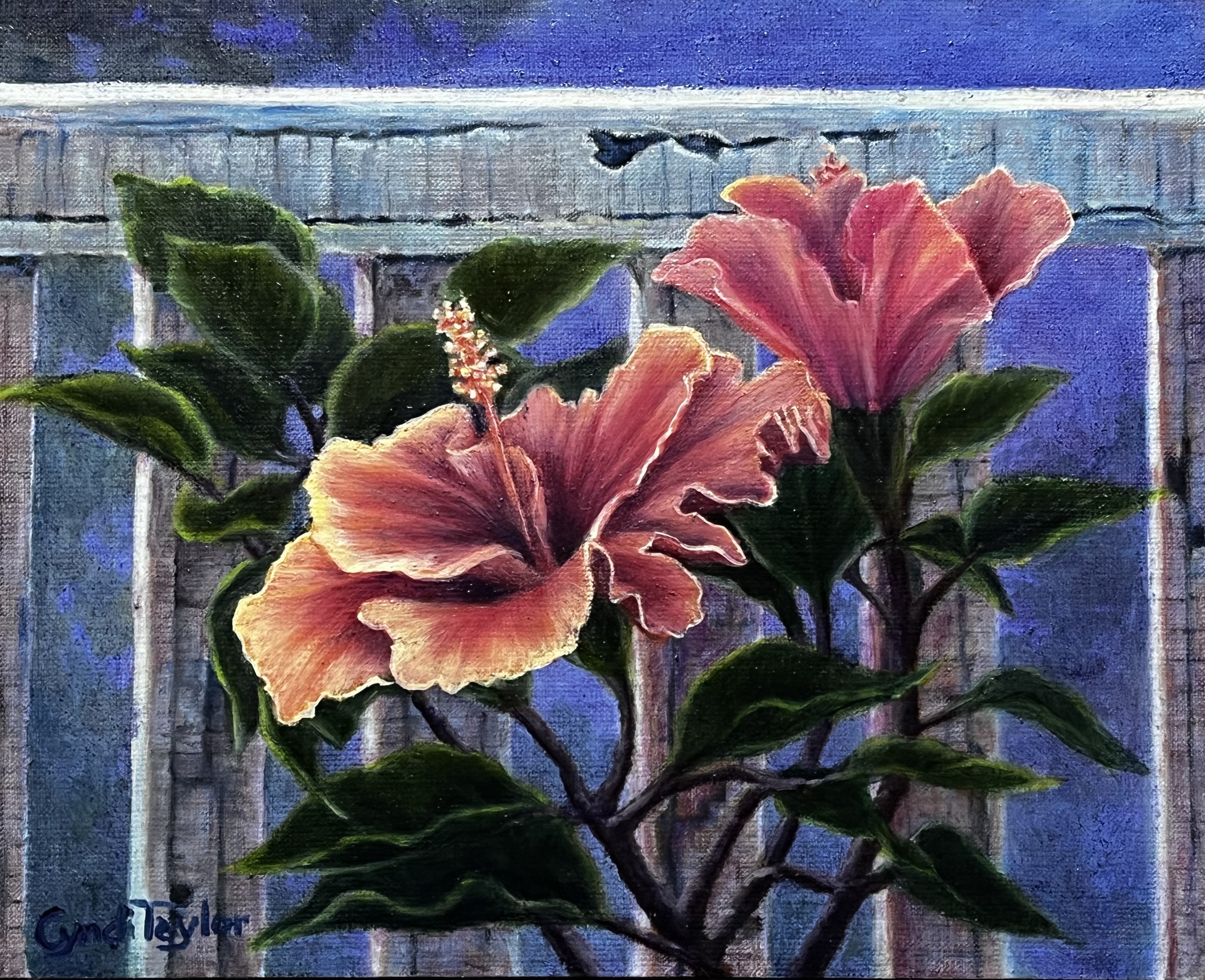 Pink and coral hibiscus flowers with green leaves against a blue textured fence background