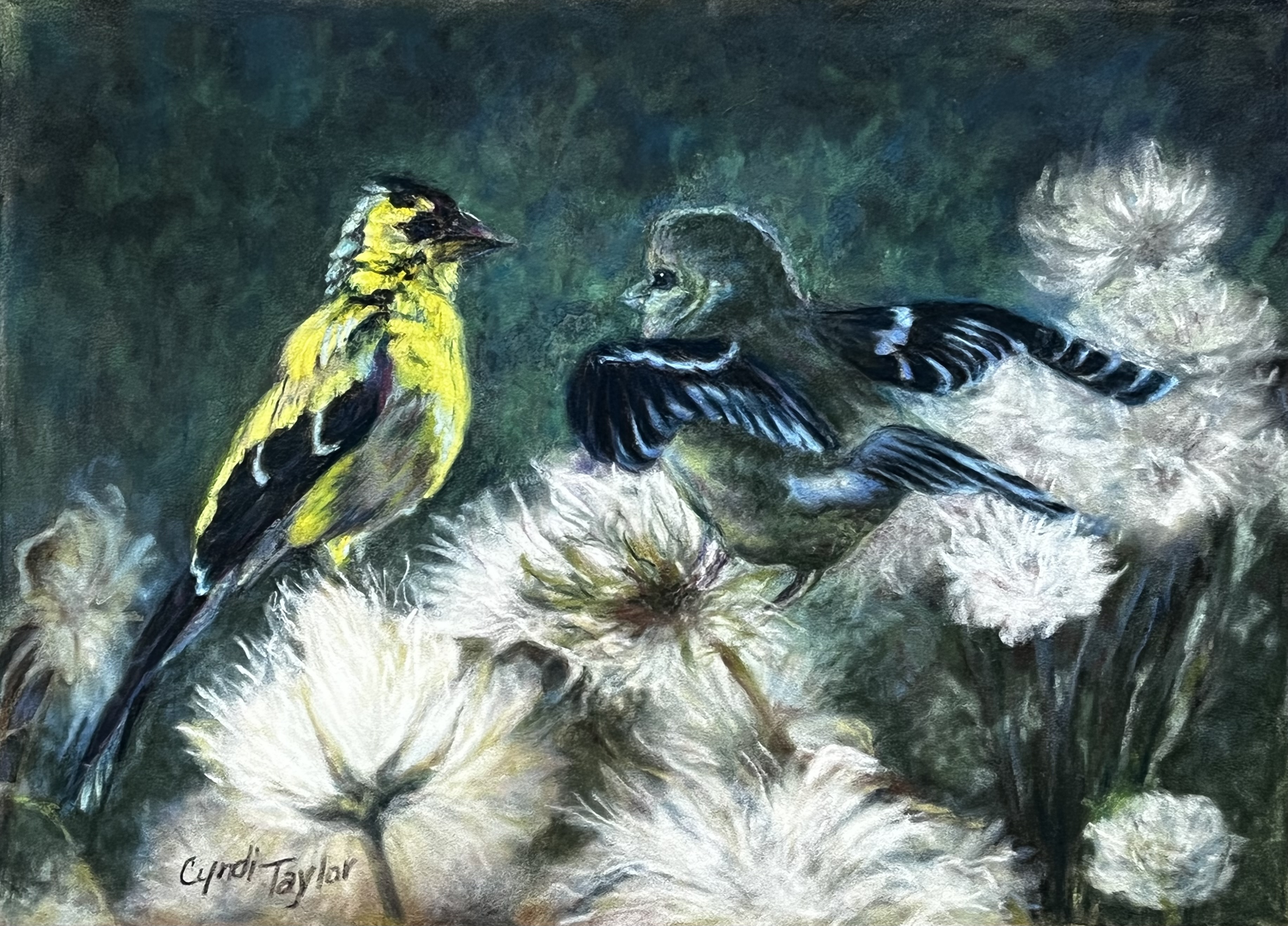 Portrait by Cyndi Taylor