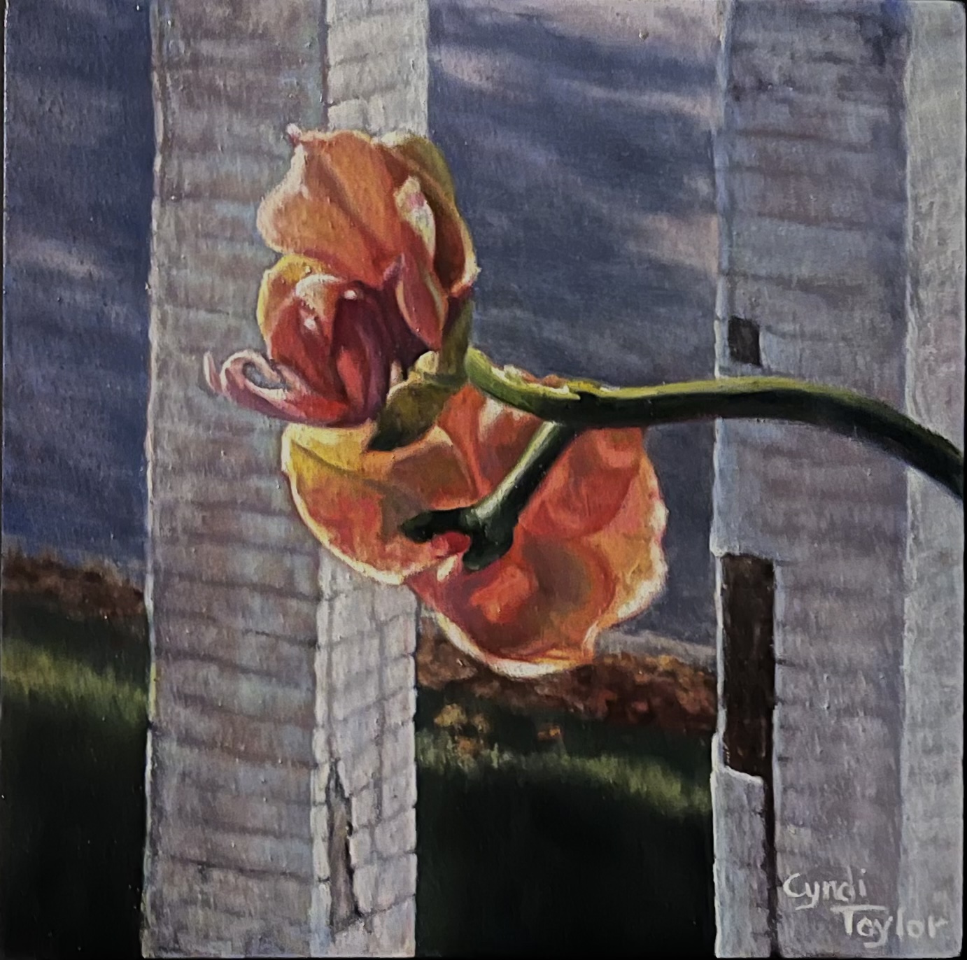 Wilted orange tulip draped over weathered blue-gray wooden fence